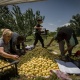 74.5% անկում. Հայկական գյուղմթերքի արտահանման ճգնաժամի համակարգային պատճառները. Տիգրան Դումիկյան