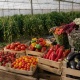 Կառավարությունը գյուղմթերքի և սննդամթերքի արտահանմանը կտրամադրի ավելի քան 4.52 մլրդ դրամ