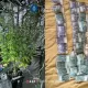 Երևանում կանեփի աճեցման համար կահավորված ննջարան են հայտնաբերել